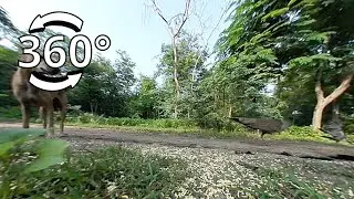360 Video VR - How to attract Crow, Peacock & others Birds for Feeding