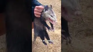 Почему опоссумы притворяются мертвыми 🤔