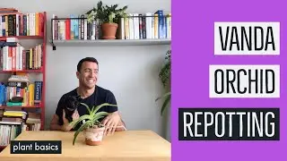 Repotting Vanda Orchids