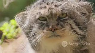 Endangered Cats in the Red List #rekomendatsiya #cat #funny #cute #kitten #ai