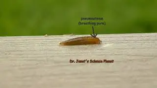 Almost Like Breathing: Snail Pneumostome