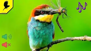 Голоса птиц. Золотистая щурка (Merops apiaster)