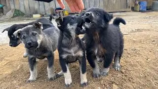 5 Excited Puppies Barking with Joy When I Meet Them | Cute Puppy Videos.