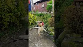 You are the judge of ths cock fight match
