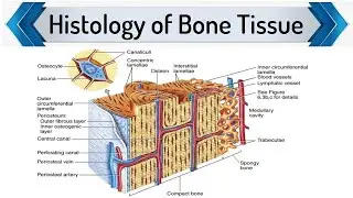 Histology of  Bone Tissue - Bone Histology - Info Hub