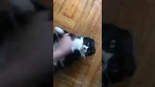 🥋 cat fight meme dank Karate | گربه مبارزه میم کاراته 🥊
