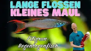 Der macht seinem Namen alle Ehre | Filigran-Regenbogenfisch - Iriatherina werneri - T&uuml;r 18
