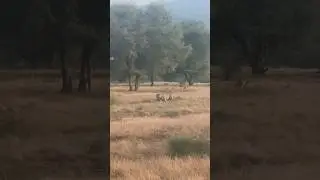 A stunning tiger sighting from Ranthambore National Park . #shorts #animallovers #wildlife