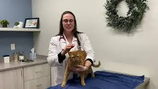 Dental Disease in Cats - What you need to know