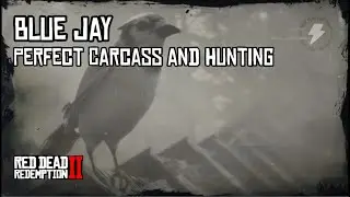 RDR2 - Blue Jay Perfect Carcass and Hunting Guide
