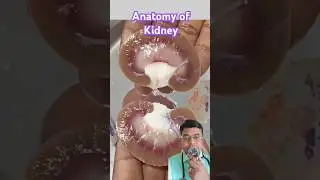 Structure of Kidney|Anatomy #medical #doctor #mbbs #anatomy