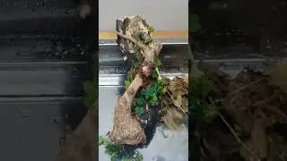 Ficus Quercifolia + Anubias Simple and Easy Terrarium #relaxing #terrarium