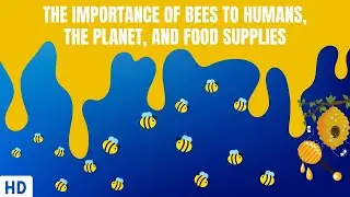 The Importance of Bees To Humans, The Planet And Food Supplies