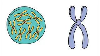 DNA 