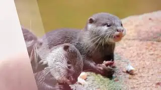 Perth Zoo & ZooBorns Facebook Watch TV Series