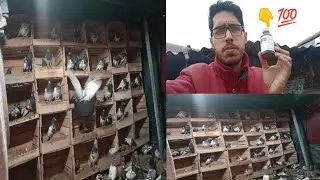 Best Syrub For Birds Fever🥰
