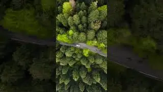 A Journey Through the Enchanting Forest: Captivating Aerial Drone Footage