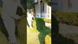 Juniper cutting design #horticulture #foryou