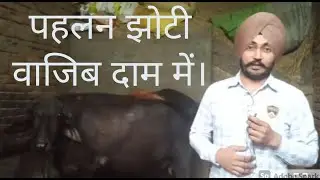 पहलन झोटी वाजिब दाम मे || ਪਹਿਲਣ ਝੋਟੀ 20 ਲਿਟਰ ਦੂਧ || MAL DAIRY FARMING PIPALTHA || MURRHA BUFFALO
