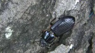 Passalidae North-west Venezuela size 5cm