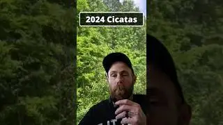 The Cicadas Are Here