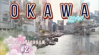 #2 CherryBlossom | Okawa River | Ngắm hoa anh đ&agrave;o nổi tiếng v&ugrave;ng Osaka, đi mỏi cả ch&acirc;n v&agrave; c&aacute;i kết...