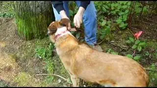 Searching for Lost Dogs on Vancouver Island - Shaw TV Victoria