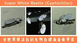 Super White Beetle ( Cyphochilus)全世界最洁白的生物白缌角金龟甲虫