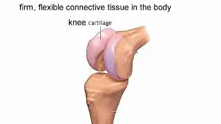 cartilage meaning