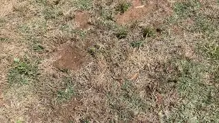 Lawn advice - couch or kikuyu, what is it & why is one better?