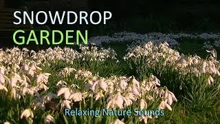 Snowdrop Garden - Relaxing Nature Sounds