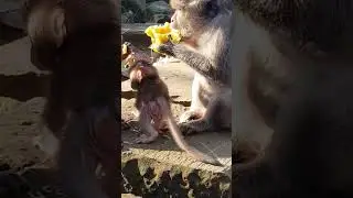 DeeDee baby monkey #shortvideo