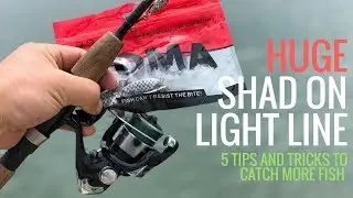 Indian River Inlet Shad Fishing 2018 (How to Catch MORE)