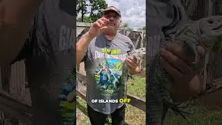 Have you heard of the Bakeri iguana?
