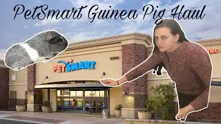 PetSmart Guinea Pig Haul !