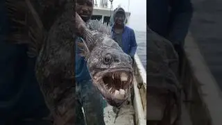 Fishermen Reel in Fish With Human Teeth Video Goes Viral