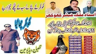 Ustad Malik Mobashir Khokhar Ka Bucha Jeth Performance #duet #kabootarba #bird #pigeon #pigeonbird