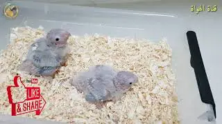 ببغاء كنيور