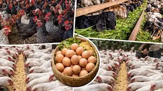 One Farm, Three Livestock: Chickens, Ducks, and Goats