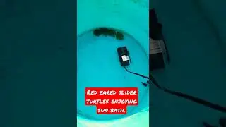 Red Eared Slider Turtles enjoys Sun Bath. #OceanLifePakistan