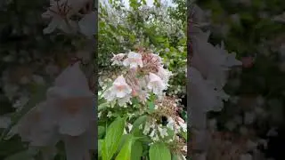 цветение в начале лета.Bl&uuml;te im Fr&uuml;hsommer.flowering in early summer. #nature#vogel #birds #wildlife