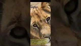 Киара.25.06.2025г.видео с канала Валентина