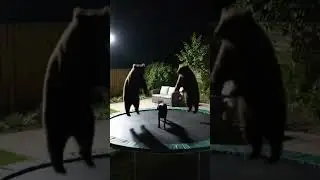 What Are These 3 Troublemakers Planning?! 🐻🐶🔍#animalmischief  #bear #dogcamera  #wildlifehumor