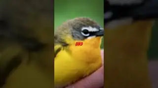 Plane crashes that caused animals