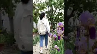See the roses ||  Ayabe - Kyoto