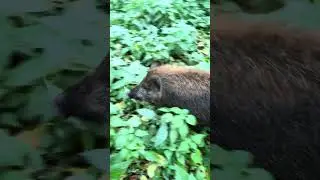 Vaska got lost in the forest😢 #boar #hunting #forest #animals #nature #fishing #newvideo