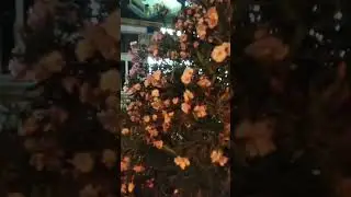 9.06.2024. Сочи. Цветущие кусты олеандра/ Sochi. Flowering oleander bushes #flowers #sochi