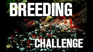 SHRIMP BREEDING CHALLENGE (to myself) PART 1