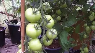 Allotment Diary July 19 : Vegetable Plot, Greenhouse & Polytunnel growing update