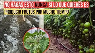 Las 2 PEORES PRÁCTICAS que pueden acabar tu producción en CULTIVOS DE TOMATES